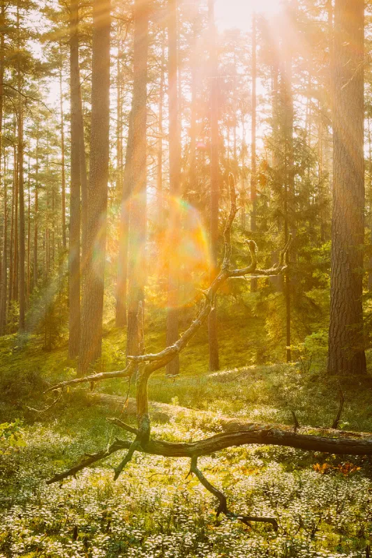 Ljus i skogen