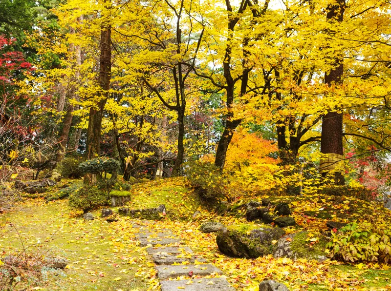 Skog